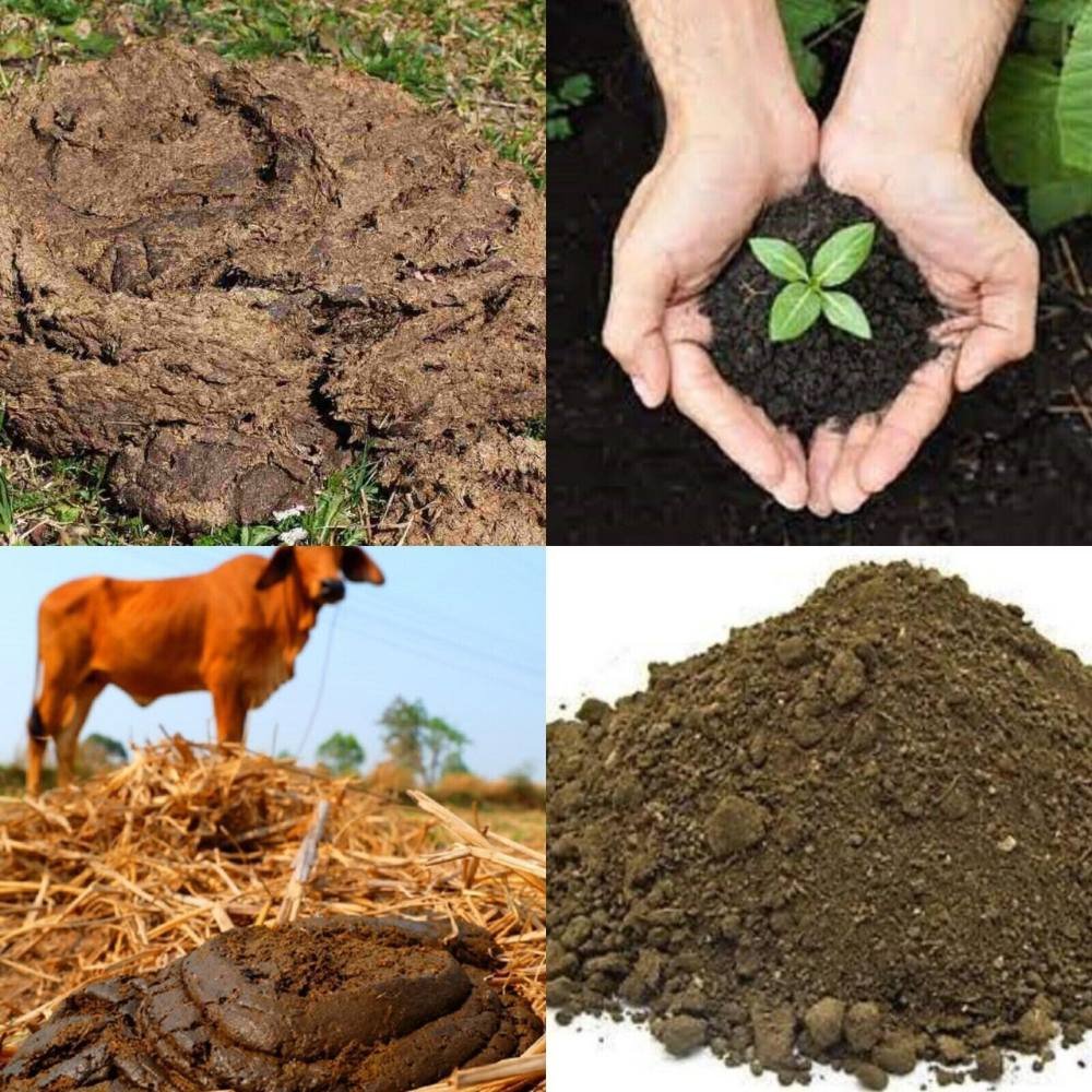 cow dung products (4)