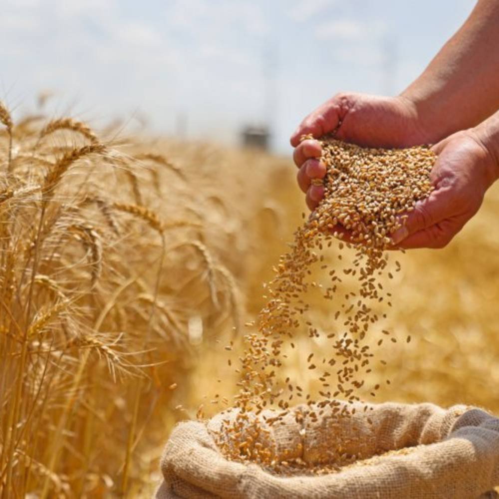 grains & pulses (1)