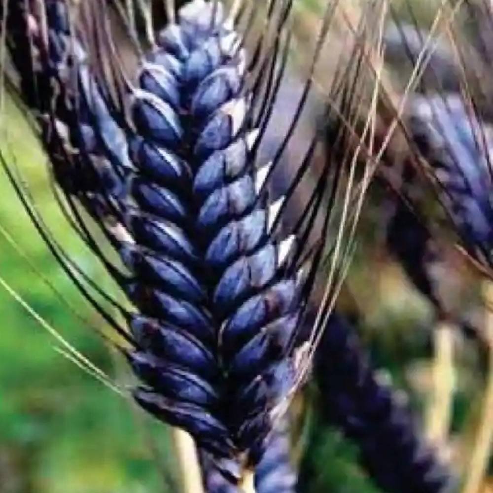 grains & pulses (17)
